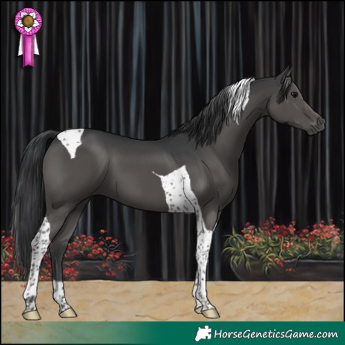 Horse Color:Black Tobiano 