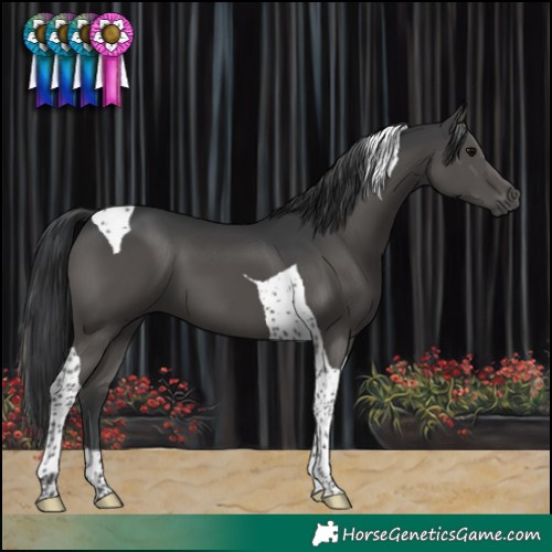 Horse Color:Black Tobiano 