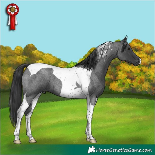 Horse Color:Blue Roan Tobiano 