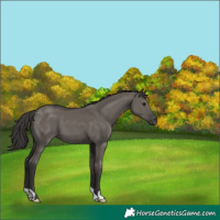 Horse Color:Smoky Grullo 
