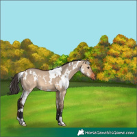 Horse Color:White Spotted Bay Dun 