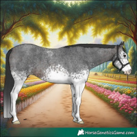 Horse Color:White Spotted Brown Roan 