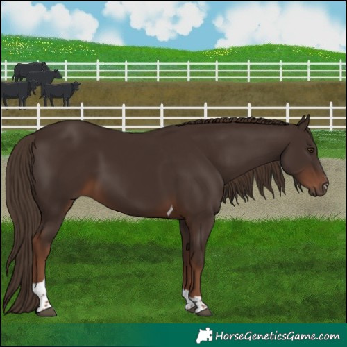 Horse Color:Liver Chestnut Tobiano 