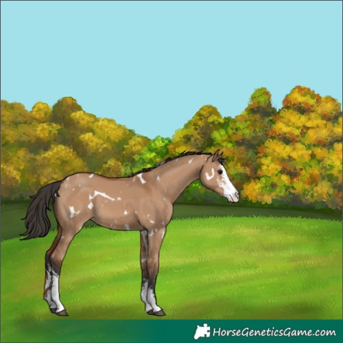Horse Color:White Spotted Bay Dun Sabino 