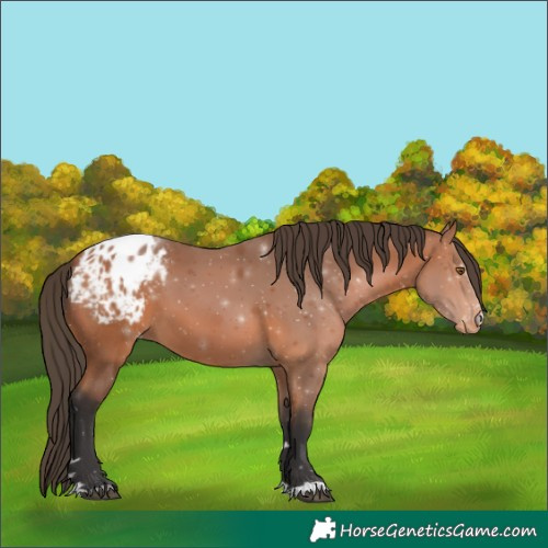 Horse Color:Bay Blanket 