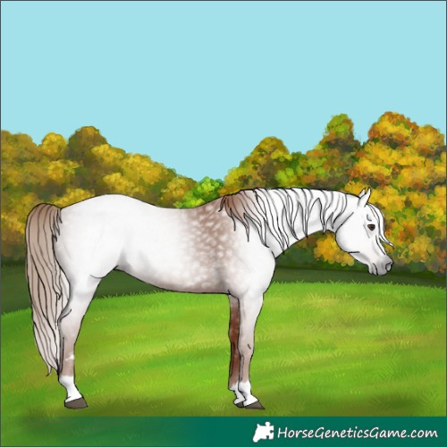 Horse Color:Gray Chestnut 