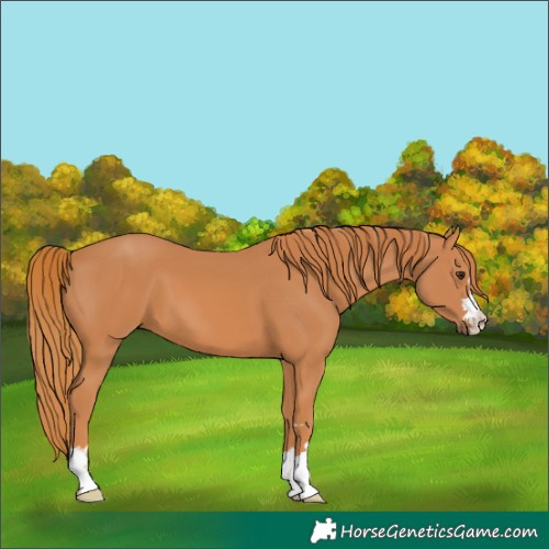 Horse Color:Chestnut 