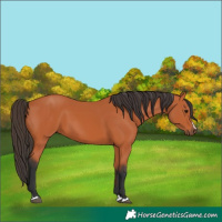Horse Color:Bay 