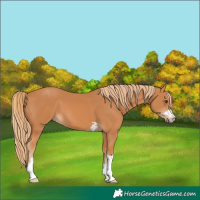 Horse Color:Chestnut 