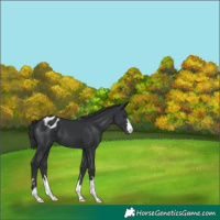 Horse Color:Black Appaloosa