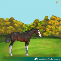 Horse Color:Brown Splash