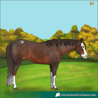 Horse Color:Liver Chestnut Splash Appaloosa