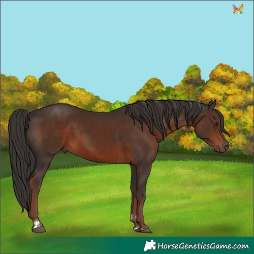 Horse Color:Liver Chestnut 