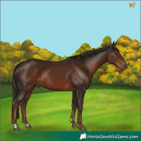 Horse Color:Liver Chestnut 