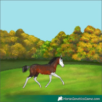 Horse Color:Bay Splash 