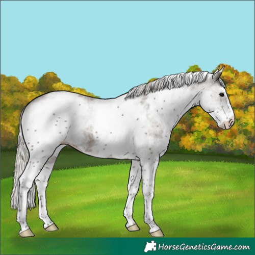 Horse Color:White Spotted Silver Black