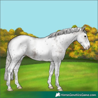 Horse Color:White Spotted Silver Black 