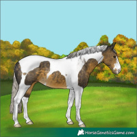 Horse Color:Silver Buckskin Tobiano