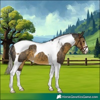 Horse Color:Silver Buckskin Tobiano