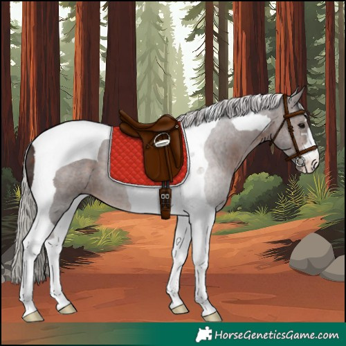 Horse Color:Silver Brown Tobiano 
