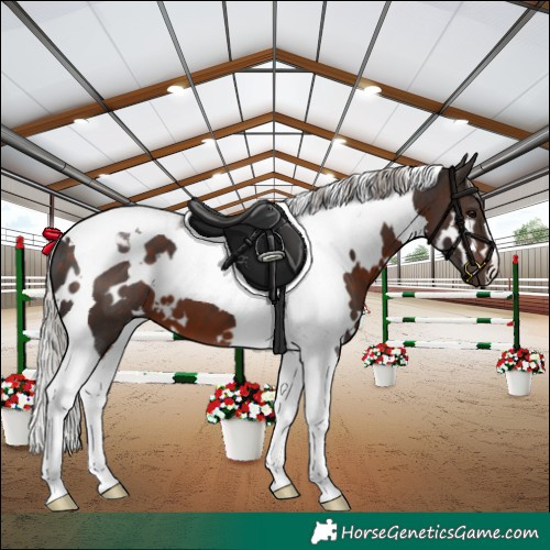 Horse Color:White Spotted Silver Brown Tobiano 