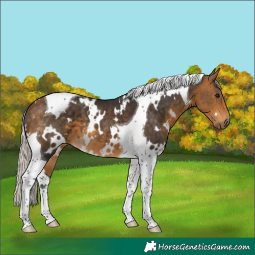 Horse Color:White Spotted Silver Buckskin Tobiano 