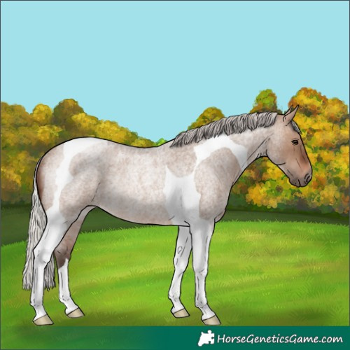 Horse Color:Silver Brown Roan Dun Tobiano Rabicano 
