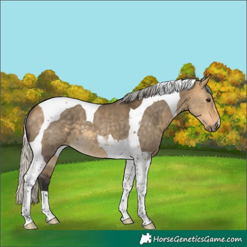 Horse Color:Silver Buckskin Dun Tobiano 