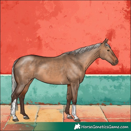 Horse Color:Silver Brown Dun Tobiano 