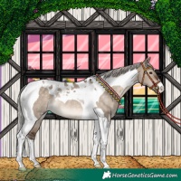 Horse Color:Silver Brown Dun Tobiano Rabicano