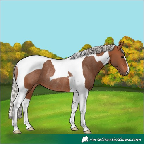 Horse Color:Silver Brown Tobiano Rabicano 
