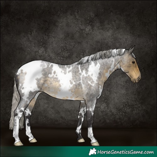 Horse Color:White Spotted Silver Buckskin Roan 