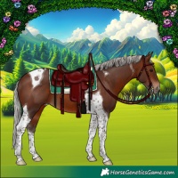Horse Color:Silver Brown Tobiano 