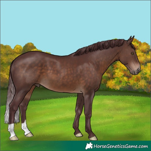 Horse Color:Chocolate Brown 