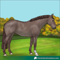 Horse Color:Chocolate Grullo 