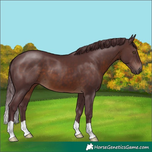 Horse Color:Chocolate Brown 