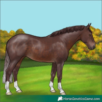 Horse Color:Chocolate Brown