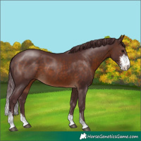 Horse Color:Chocolate Brown Sabino 