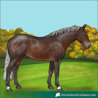 Horse Color:Silver Brown 