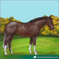 Horse Color:Chocolate Brown 
