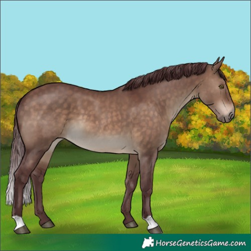 Horse Color:Chocolate Brown Dun 