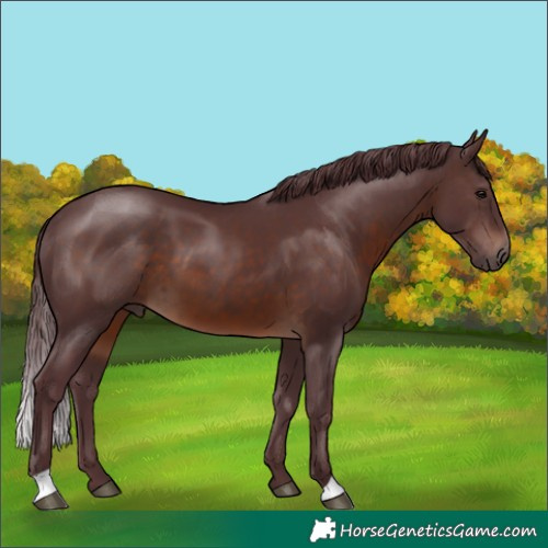 Horse Color:Chocolate Brown 