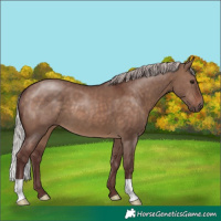 Horse Color:Chocolate Silver Brown Dun 