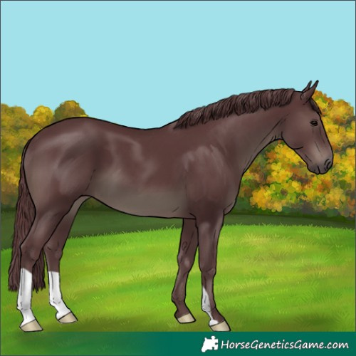 Horse Color:Chocolate Black 