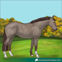 Horse Color:Chocolate Grullo