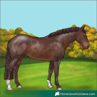 Horse Color:Chocolate Brown 