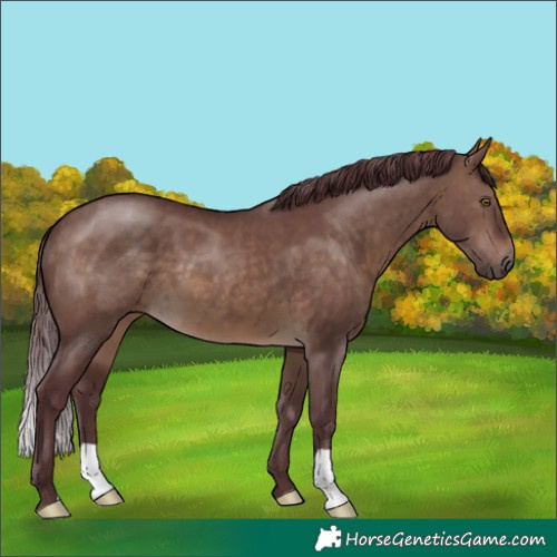 Horse Color:Chocolate Brown Dun 
