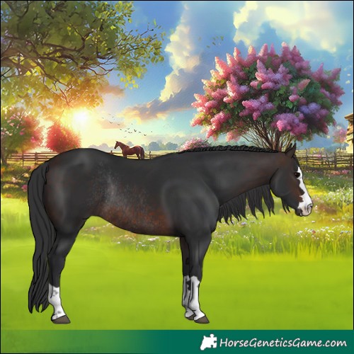 Horse Color:Brown Rabicano 