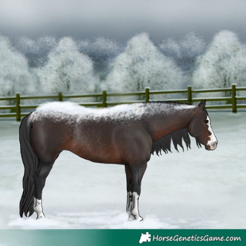 Horse Color:Brown Rabicano