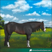 Horse Color:Brown Rabicano 